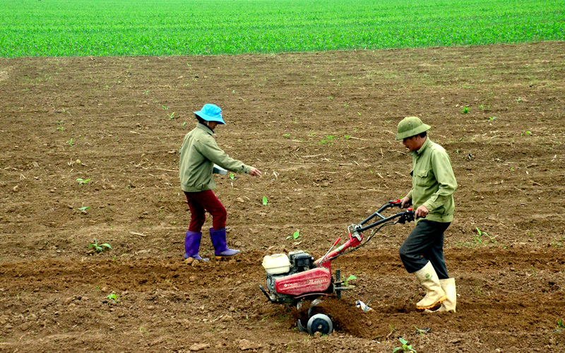 Thuê đất canh tác để sản xuất: Hình thức tích tụ ruộng đất hiệu quả